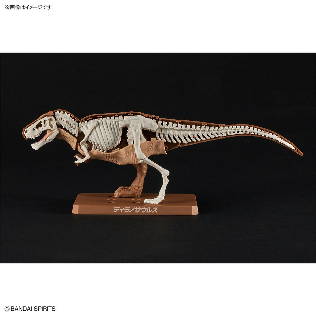 Gundam Express Australia Bandai Plannosaurus Tyrannosaurus partial skeleton and skin 